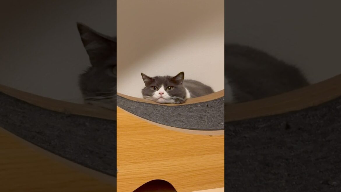今日もお疲れ様〜 #猫 #ブリティッシュショートヘアー #cat #cute