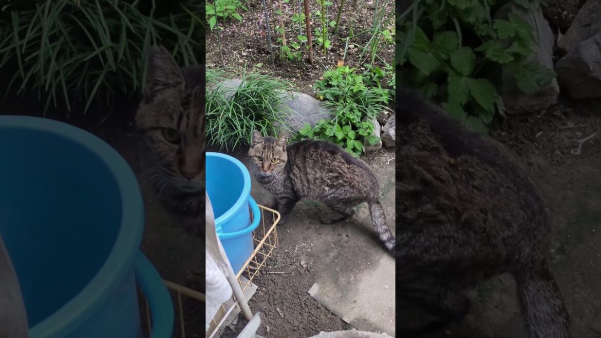 老猫になった庭猫「ヒロコ」、一生安泰な「そらくん」#shortsyoutube #きじとら猫 #スノーシュー猫