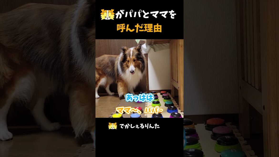 シェルティがパパとママを呼んだ理由【会話ボタンでしゃべる犬】 #shorts  #dog