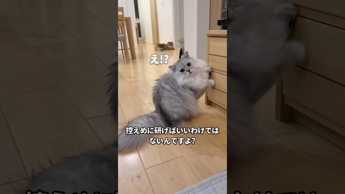 猫の小さな爪研ぎ 【サイベリアン】 #Shorts