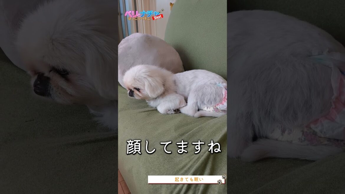 s305『起きても眠い』【ベリとナチャ ほっこりペキニーズ】#犬のいる生活 #犬 #dog #ペキニーズ #ベリザベス #ナチャテリーヌ #癒し #可愛い #いぬ
