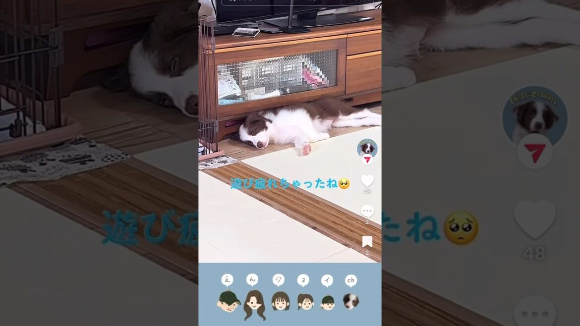 【寝顔がかわいいボーダーコリーの赤ちゃん】ボーダーコリーのジョイくん　#shorts #ボーダーコリー #bordercollie