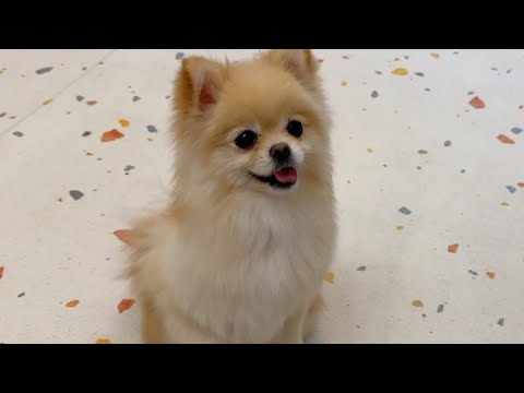 【ポメラニアン】咬傷事故後2ヶ月ぶりに〇〇しました… 【ポメラニアン】咬傷事故後2ヶ月ぶりに〇〇しました…