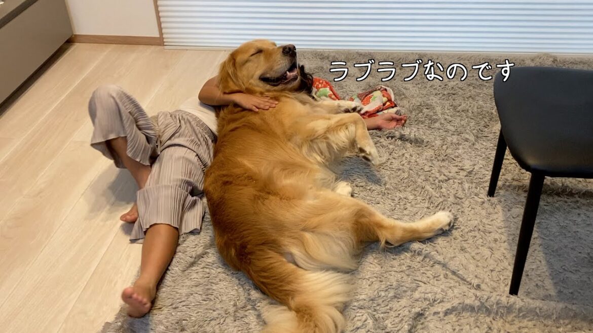 朝どんなに眠くても、リビングに行けば愛犬がいる幸せ【ゴールデンレトリバー】