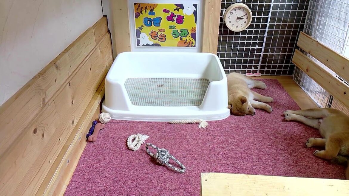 柴犬なつ！子育て生配信【生後53日】ハッピーハロウィン！子犬の初洋服着用の動画を午前中に更新予定♪