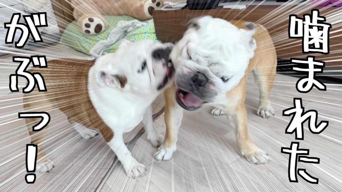 世界一の強度の割に、クセが強よすぎてワンプロが組体操になるブルドッグのぶるまるこ 世界一の強度の割に、クセが強よすぎてワンプロが組体操になるブルドッグのぶるまるこ