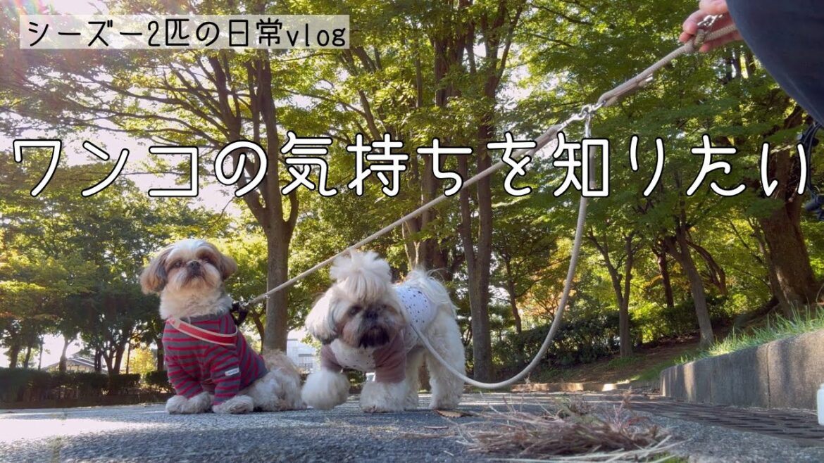 [シーズー多頭飼い]ワンコと楽しく暮らすために。