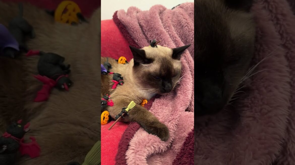 ハロウィンふち猫さん達にのられて困惑するたぬき猫なのにゃ♪（ほぼ動きなし） #cat #トンキニーズ#たぬき猫#tonkinese