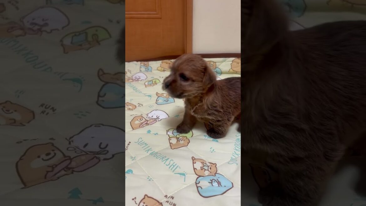 ノーフォークテリア こぐまさんみたいな可愛い女の子です ノーフォークテリア こぐまさんみたいな可愛い女の子です