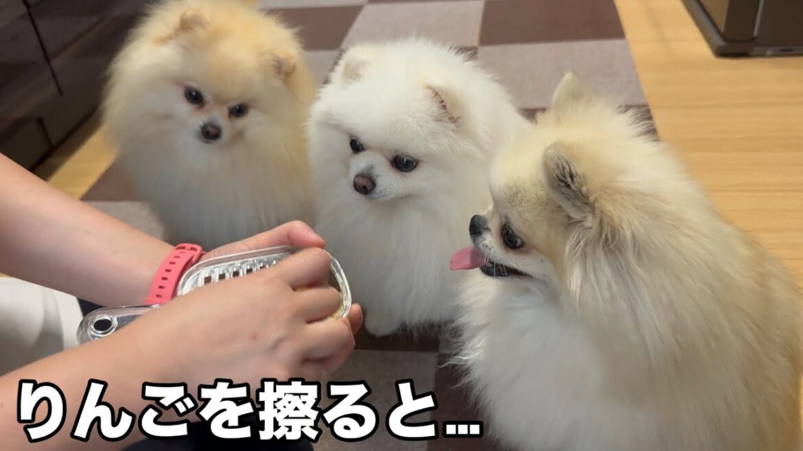 りんごを擦る所を見せると3姉妹ポメラニアンはこうなります りんごを擦る所を見せると3姉妹ポメラニアンはこうなります