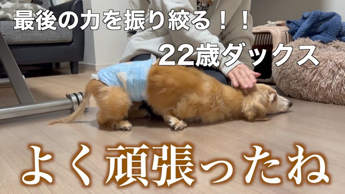 最後の最後まで自力で歩きたい22歳ダックス！よく頑張ってるね、尊敬です