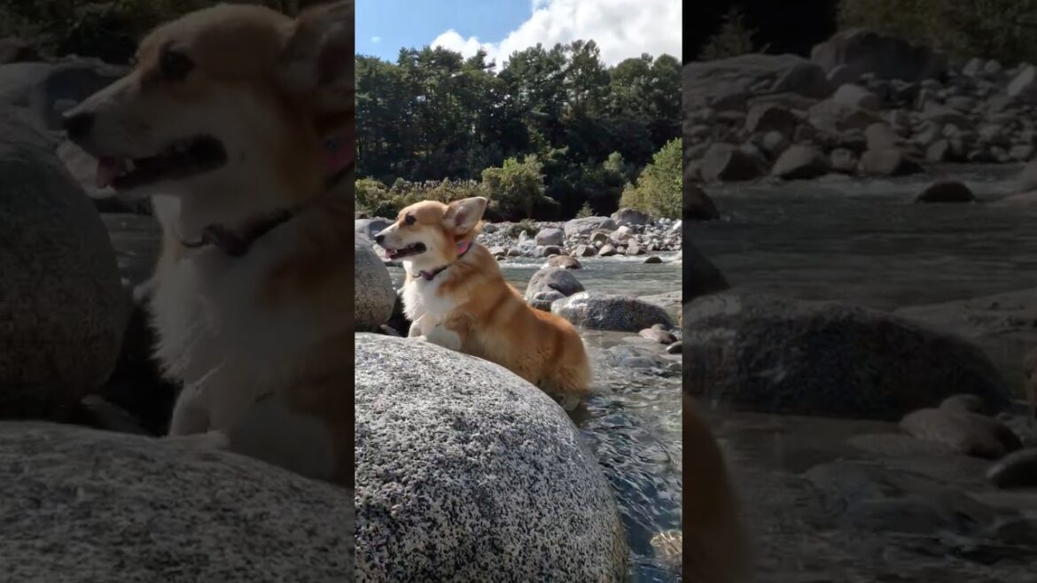 河原の石に前脚をかけるコーギー / A corgi putting its front paws on a riverbed rock #shorts