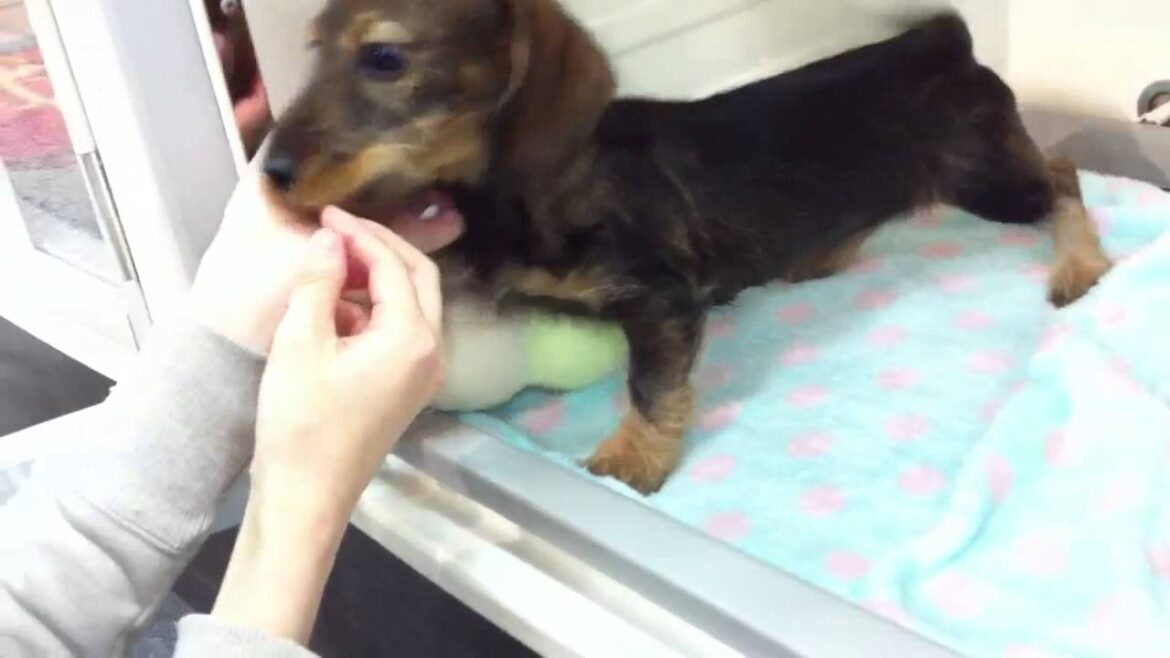 ワンダードック新札幌店  ワイヤーダックスフンド