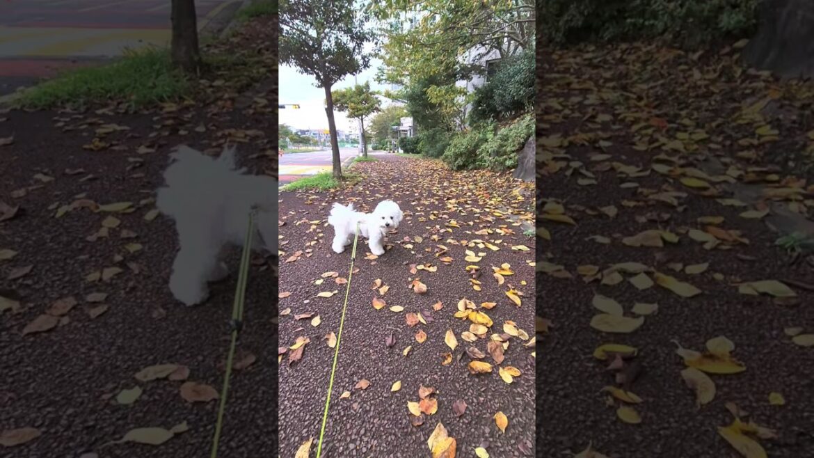 견생  첫 가을.. 가을을 즐기는 아기강아지/ 미니비숑#산책#낙엽
