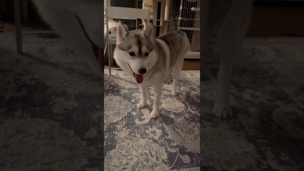 散歩の気分じゃない時のシベリアンハスキー #シベリアンハスキー #ハスキー #ハスキー犬