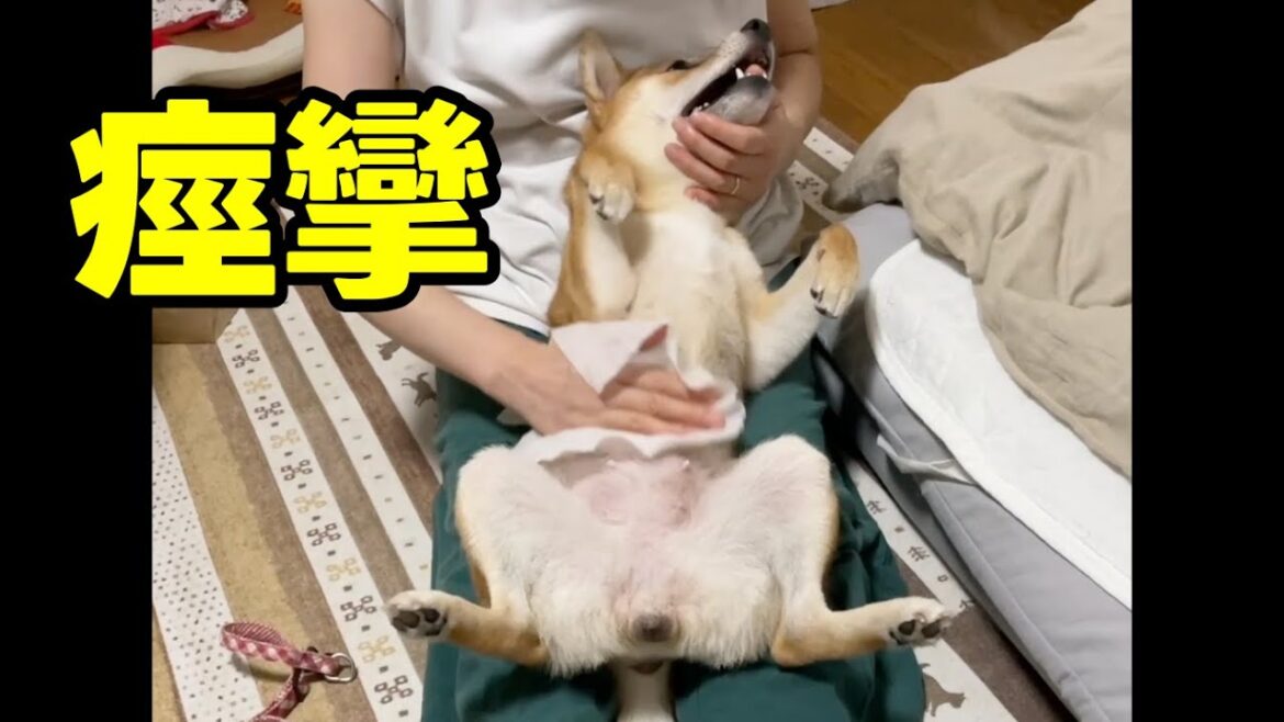 痙攣してしまう柴犬 小夏 散歩後の足ってどうしてますか? 痙攣してしまう柴犬 小夏 散歩後の足ってどうしてますか?