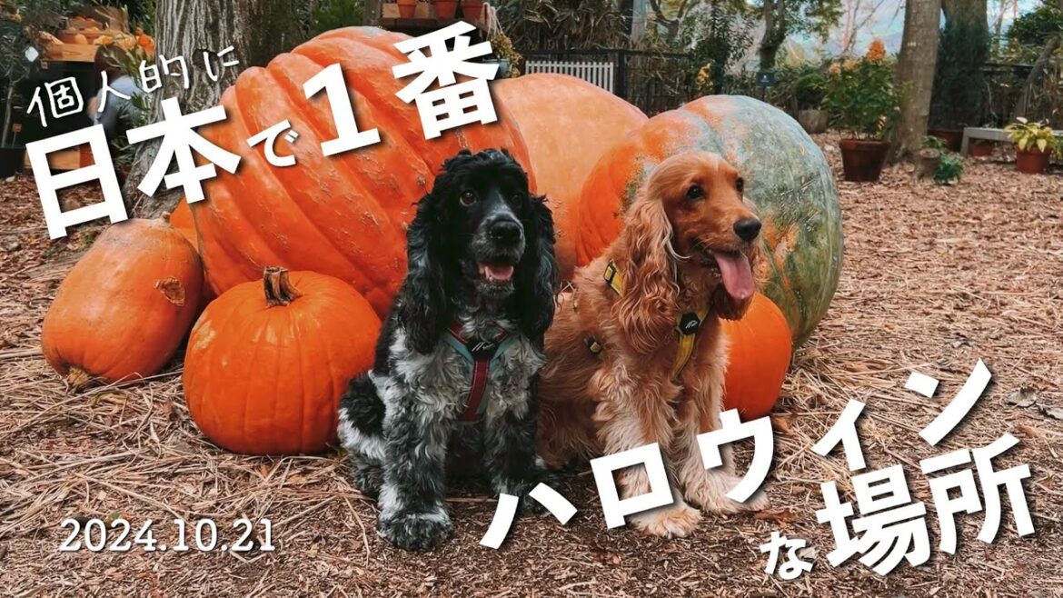 【お散歩スポット巡り#35】箱根で見つけた日本で1番ハロウィンな場所 イングリッシュコッカースパニエル「みみ」 の気持ち 【お散歩スポット巡り#35】箱根で見つけた日本で1番ハロウィンな場所 イングリッシュコッカースパニエル「みみ」 の気持ち