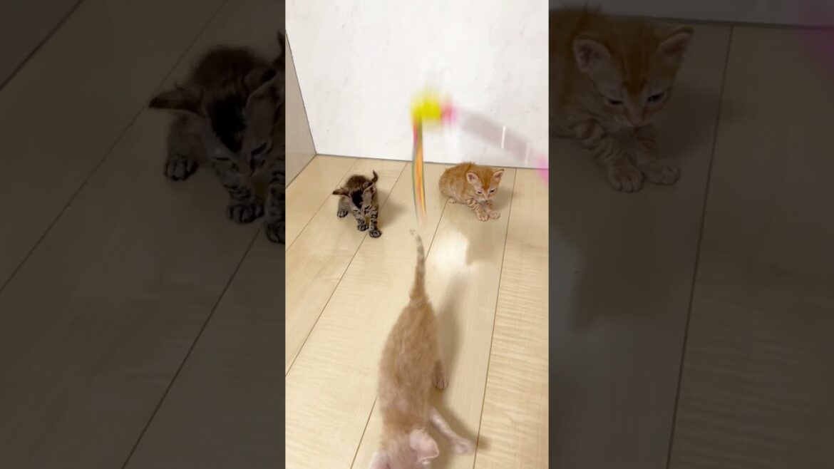 巻き毛猫ラパーマ🩷 【お問合せ詳細は説明欄に記載あります】 #スクーカム #ブリーダー直販 #マンチカン #ミヌエット #ラパーマ #子猫 #子猫販売 #猫 #猫のいる暮らし #猫動画 巻き毛猫ラパーマ🩷 【お問合せ詳細は説明欄に記載あります】 #スクーカム #ブリーダー直販 #マンチカン #ミヌエット #ラパーマ #子猫 #子猫販売 #猫 #猫のいる暮らし #猫動画