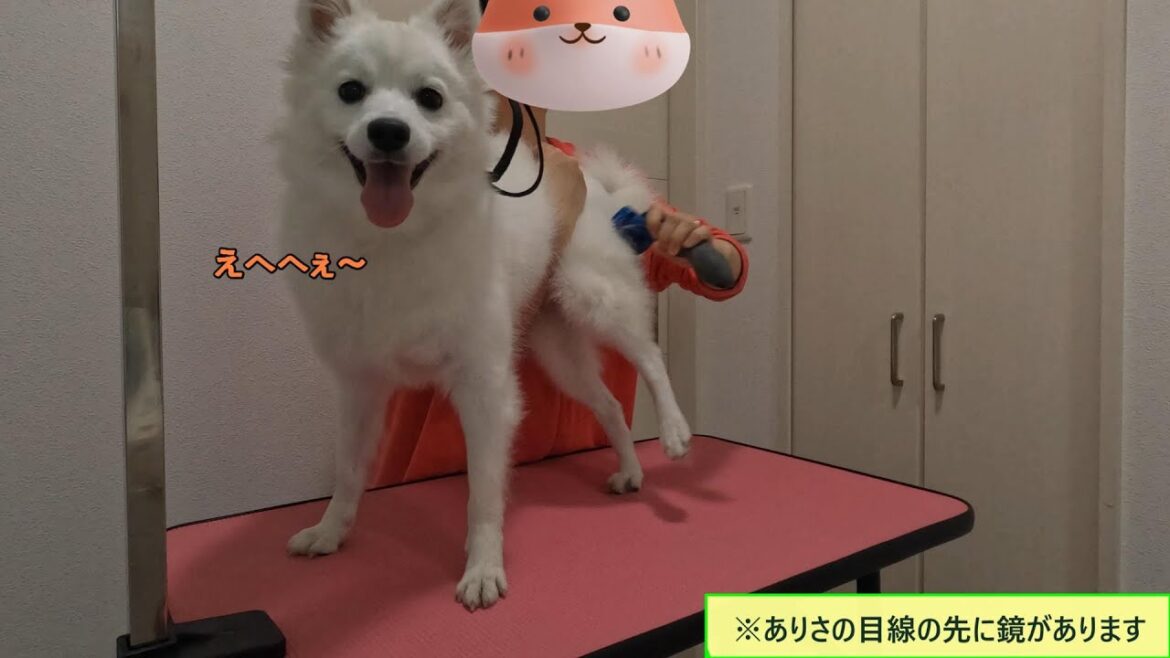 【日本スピッツ】トリミング台を買って初めてブラッシングした日！(祝今日で2歳！！)