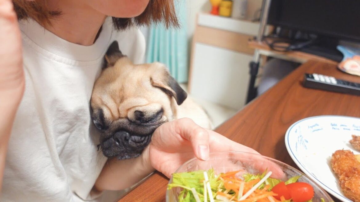 パグのおねだりが上手すぎて困ってます。I’m having trouble with my pugs being good at begging.【パグ、pug】 パグのおねだりが上手すぎて困ってます。I'm having trouble with my pugs being good at begging.【パグ、pug】