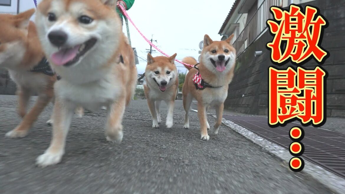 いつもと変わらないお散歩が急変…柴犬のプライドをかけた激しい闘い・・・ いつもと変わらないお散歩が急変…柴犬のプライドをかけた激しい闘い・・・