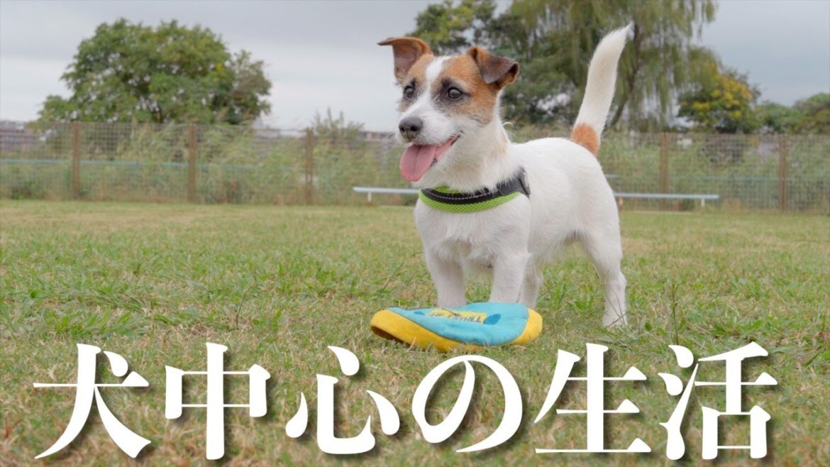 【犬中心の生活】多頭飼い独身女の休日はこんな感じです/ジャックラッセルテリア