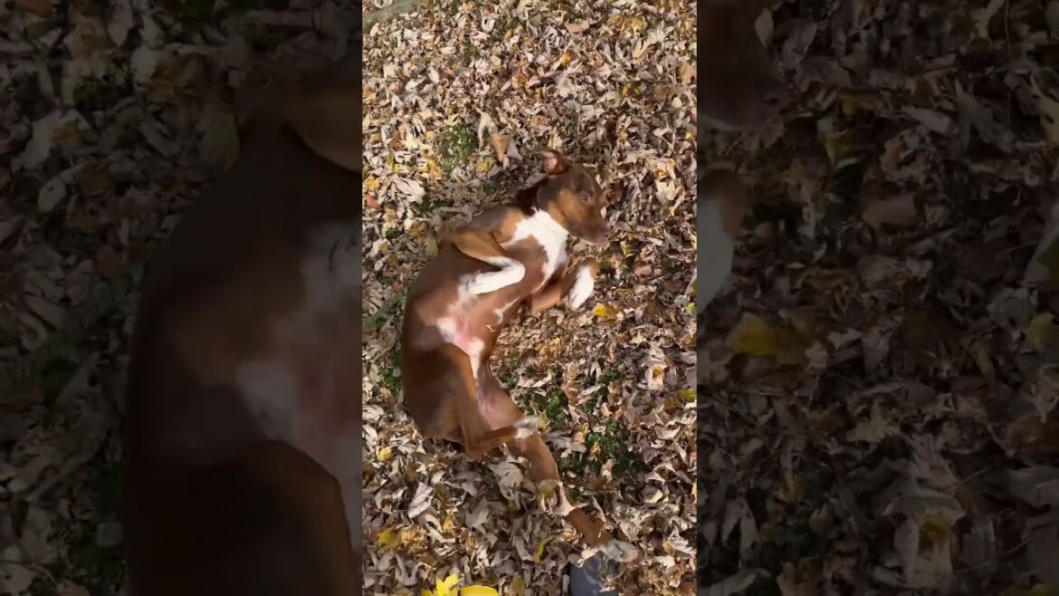Phryne’s Fall Fun 🍁 | Dog Rolling in Fresh Fall Leaves!  #nature #doglovers #doglife Phryne’s Fall Fun 🍁 | Dog Rolling in Fresh Fall Leaves!  #nature #doglovers #doglife