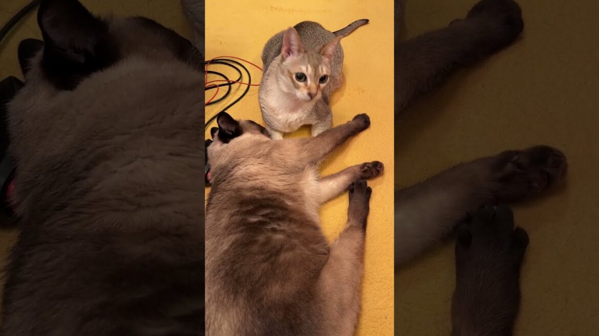 大好きなたぬき猫が腕をのせてくれていたのにウッカリ立ち去っちゃうシンガプーラなのにゃ♪ #cat #シンガプーラ #トンキニーズ#たぬき猫
