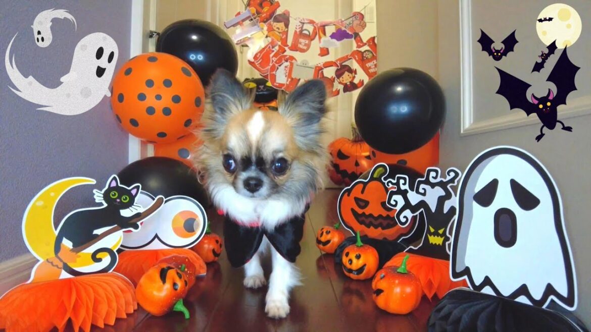 【超簡単ハロウィンご飯の作り方！＆可愛すぎる"ドラキュラチワワ"のNG集♪】