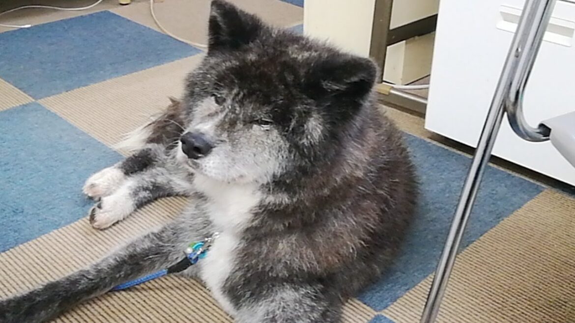 秋田犬会館配信！