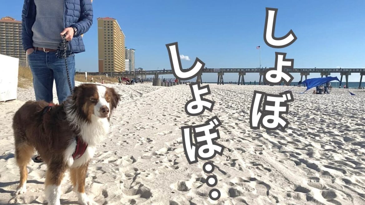 【初めてのメキシコ湾】風が強すぎて目がしょぼしょぼになっちゃう愛犬がかわいい 【初めてのメキシコ湾】風が強すぎて目がしょぼしょぼになっちゃう愛犬がかわいい