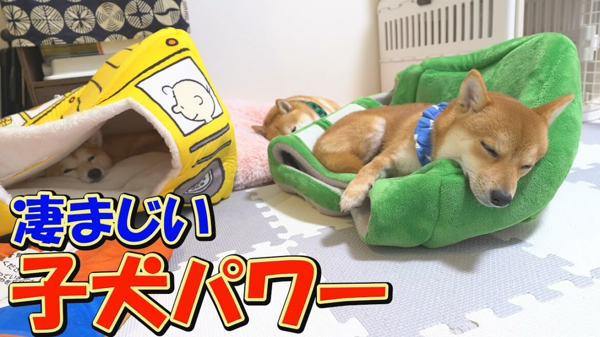 朝から犬語で絶叫し、大暴れする子犬の影響で、兄柴犬に変化が見られました