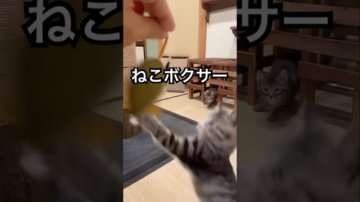 ねこボクサー