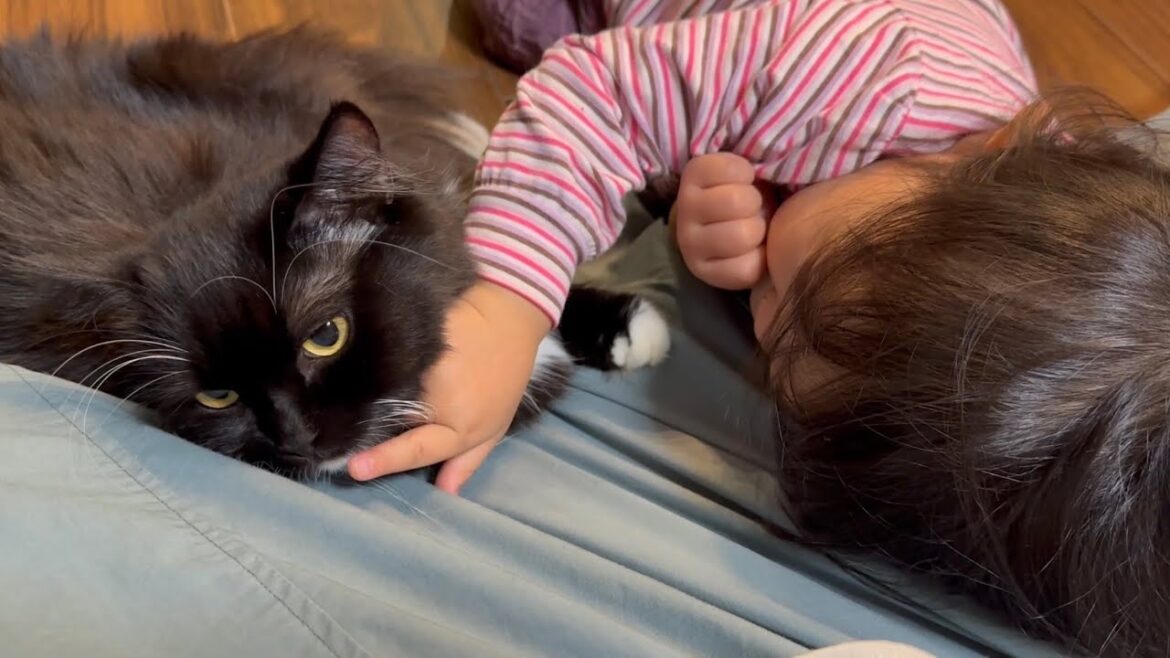 しつこい猫から守られる猫　ラガマフィンA cat protected from a persistent cat. Ragamuffin