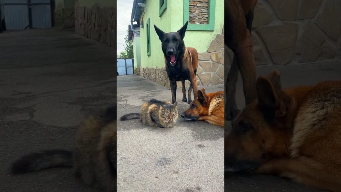 Meet My Mischievous Pets, a Norwegian Forest Cat and Two Guard Dogs!