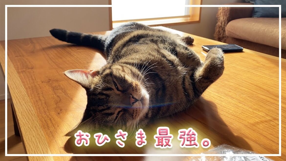 【ほっけ】おひさまが最強の季節になりました【アメショ】#猫