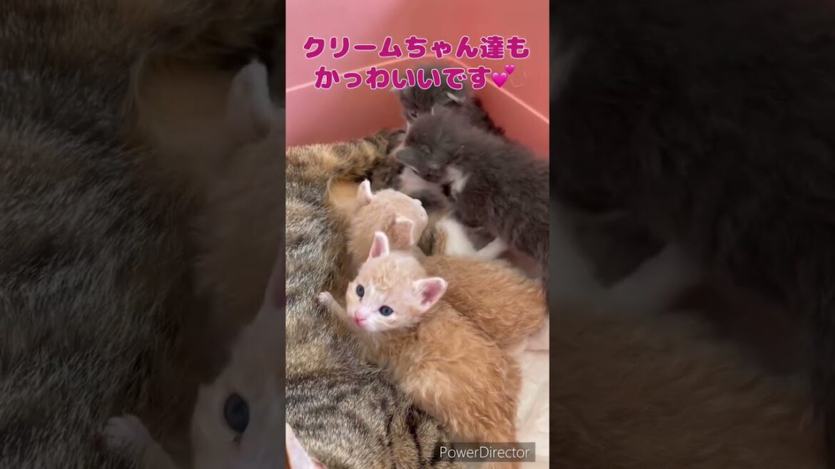 ラパーマちゃんの赤ちゃん👶ご予約受付中❣️ 【お問合せ詳細は説明欄に記載あります】 #ラパーマ #ブリーダー直販 #猫 #マンチカン #ミヌエット #子猫 #猫のいる暮らし #子猫販売 ラパーマちゃんの赤ちゃん👶ご予約受付中❣️ 【お問合せ詳細は説明欄に記載あります】 #ラパーマ #ブリーダー直販 #猫 #マンチカン #ミヌエット #子猫 #猫のいる暮らし #子猫販売
