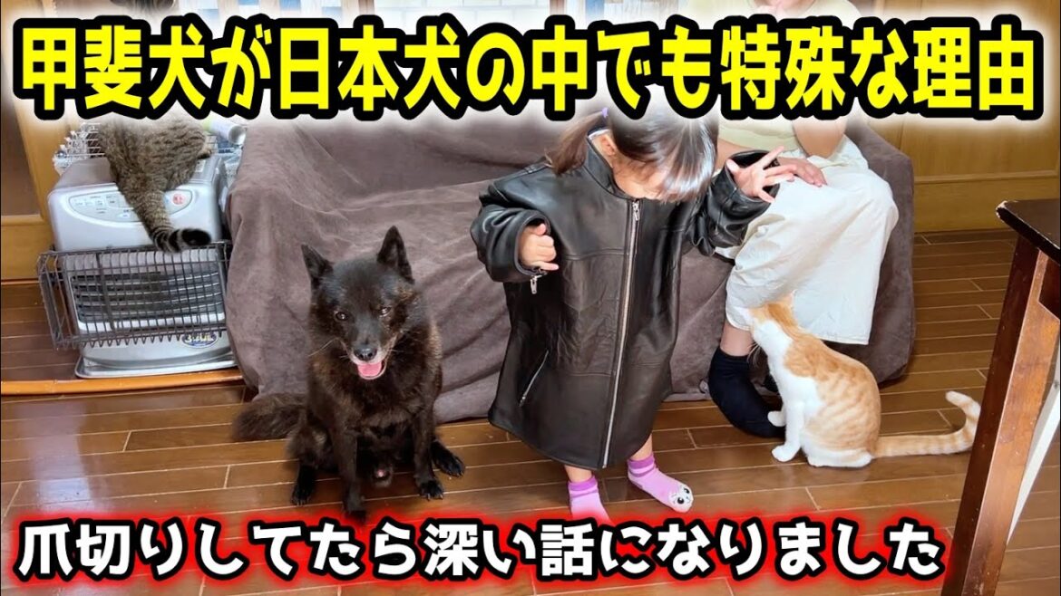 甲斐犬の特殊な性質と、彼らが最高のパートナーになり得る理由【賢い犬】