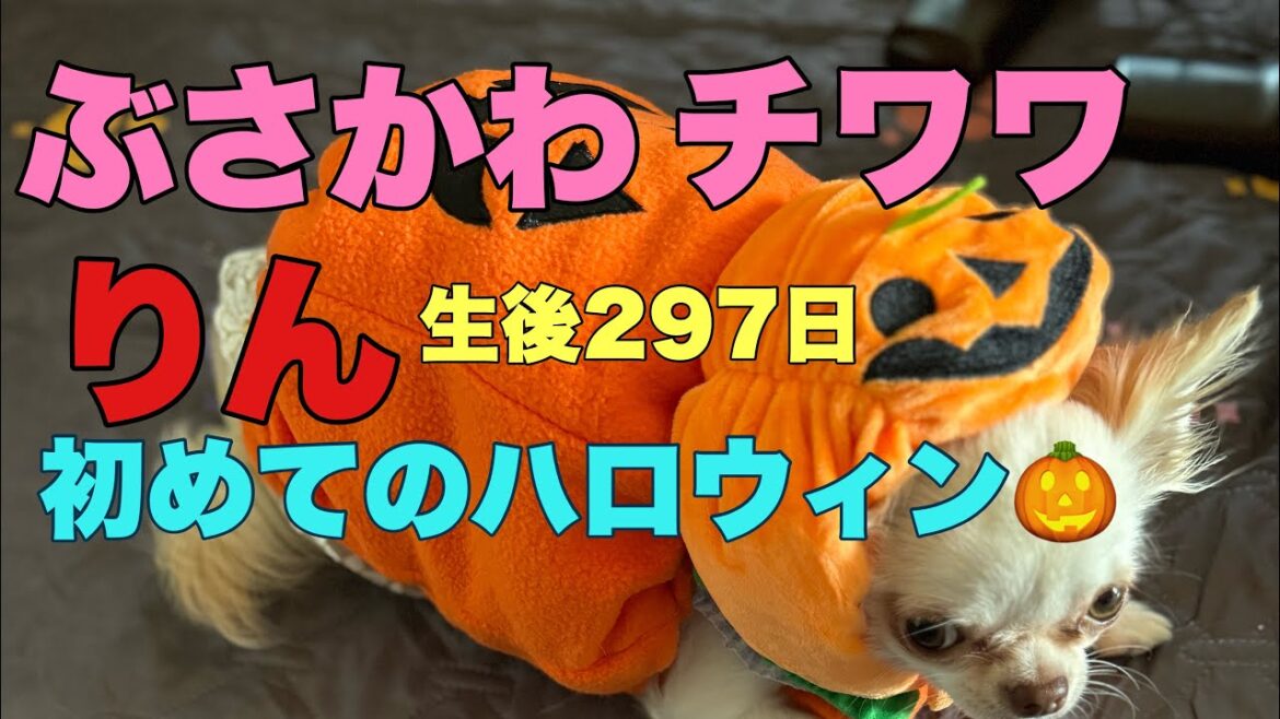 ぶさかわチワワりん。生後297日初めてのハロウィン🎃