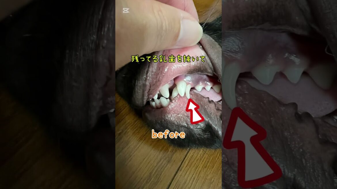 無事に手術が終わって一安心。 #フラットコーテッドレトリバー #dog #大型犬 #shorts