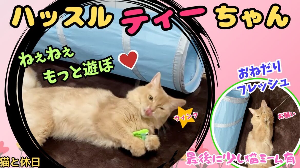 元気いっぱいに遊んでました😸#猫#ソマリ#猫ミーム