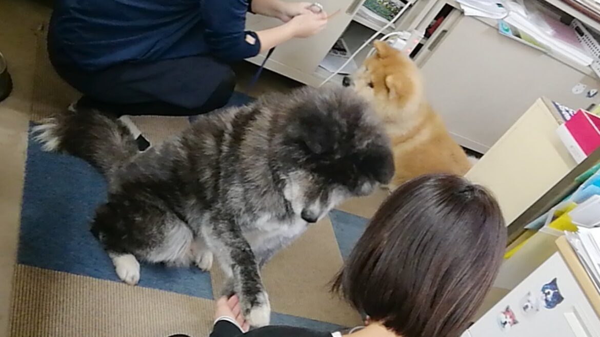 秋田犬会館配信！