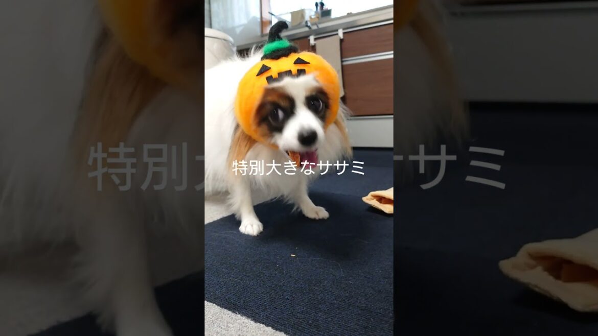 ひょっこり出てきたわんこ #ハロウィン #パピヨン #給料日