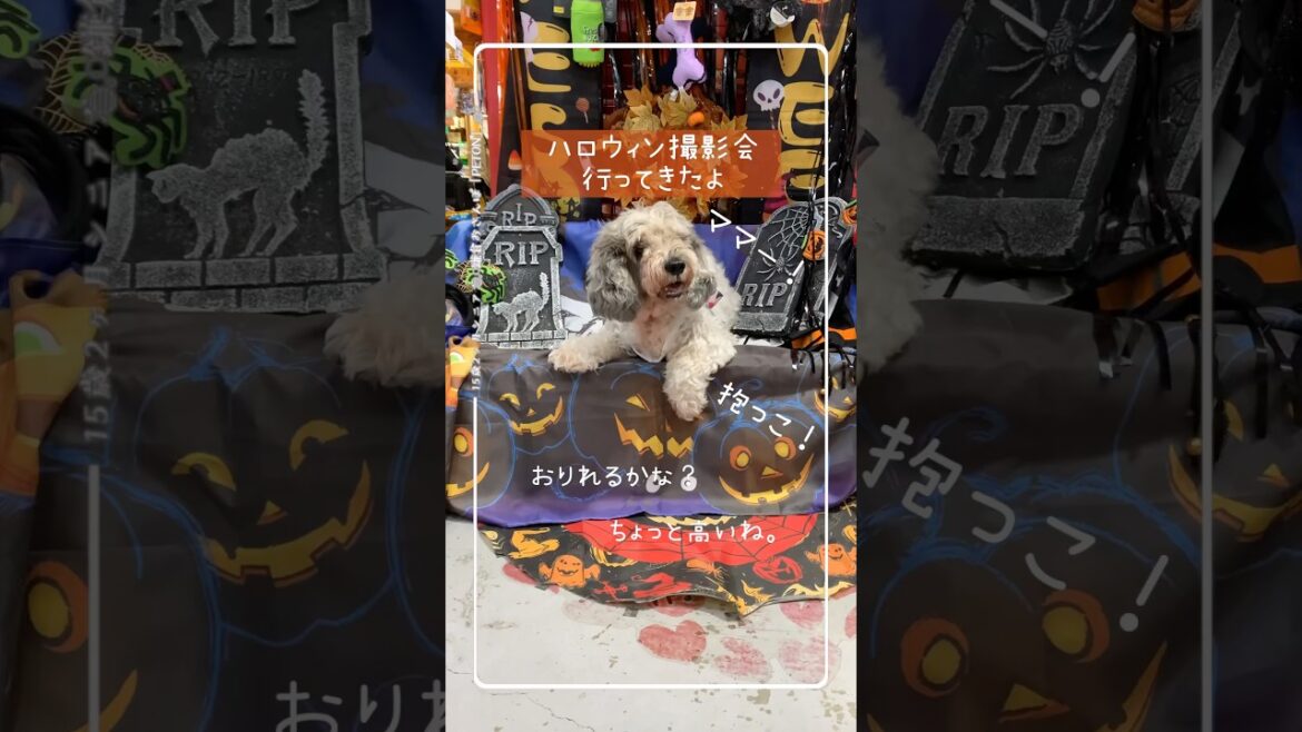 【15歳2ヶ月シニア犬とお出かけ】🎃ハロウィン👻撮影会に愛犬と行ってみた❤︎
