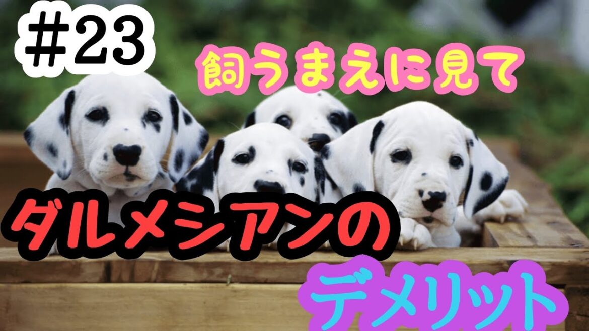 ＃23飼うまえに見て‼️ダルメシアンのデメリット