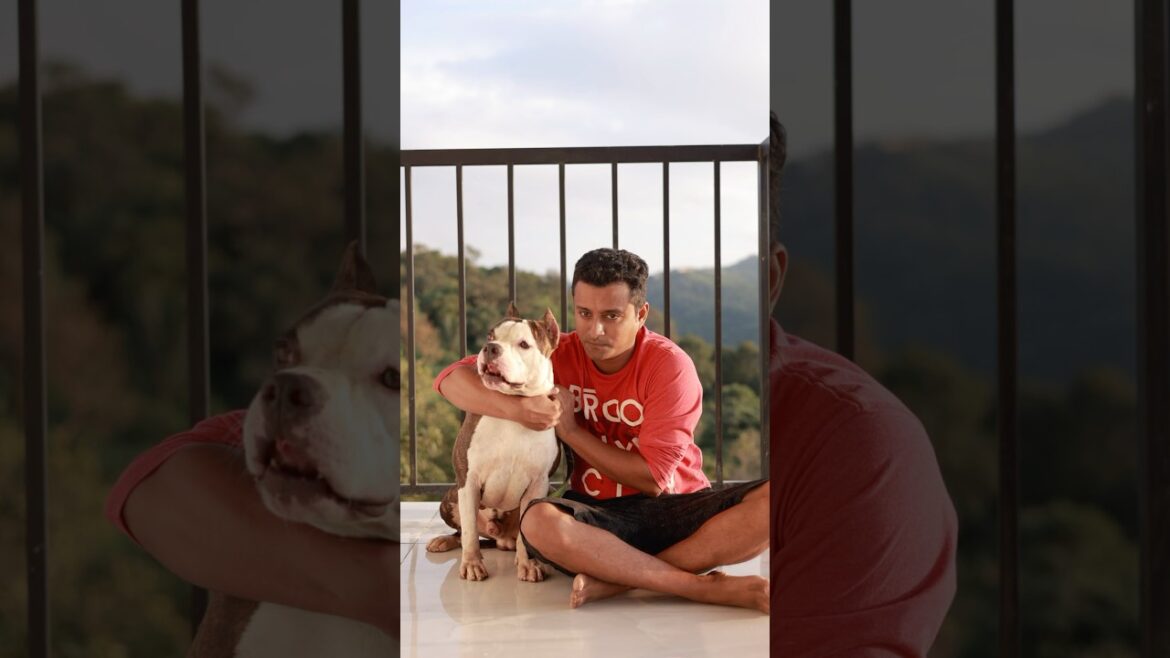 Amstaf toro jr #amstaff