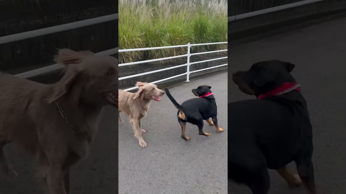大型犬兄妹の散歩🚶ワイマラナー兄ロットワイラー妹。
