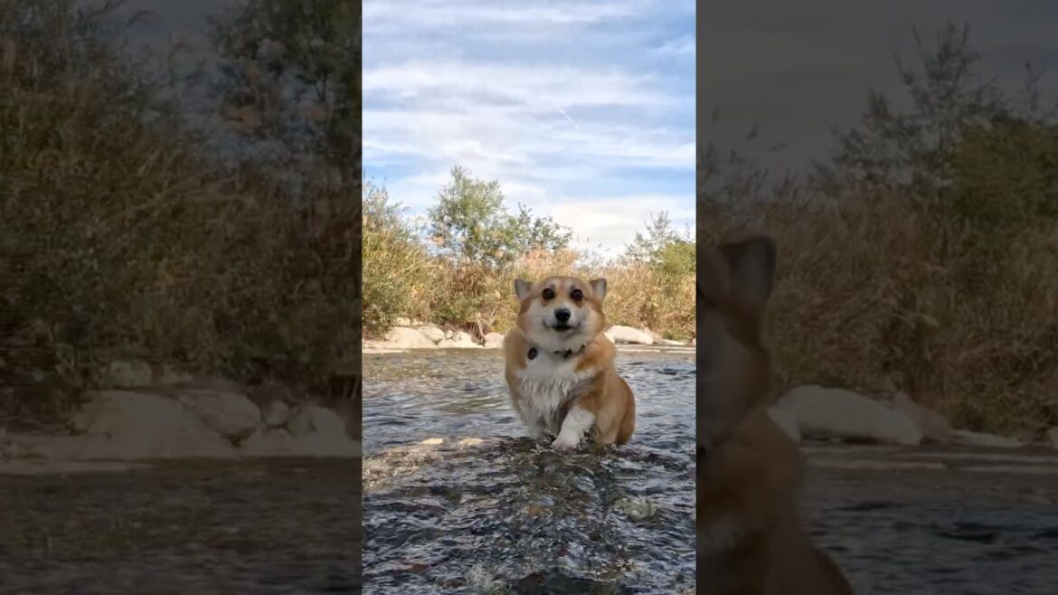 浅瀬をついてくるコーギー / A Corgi paddling along in the shallows #shorts