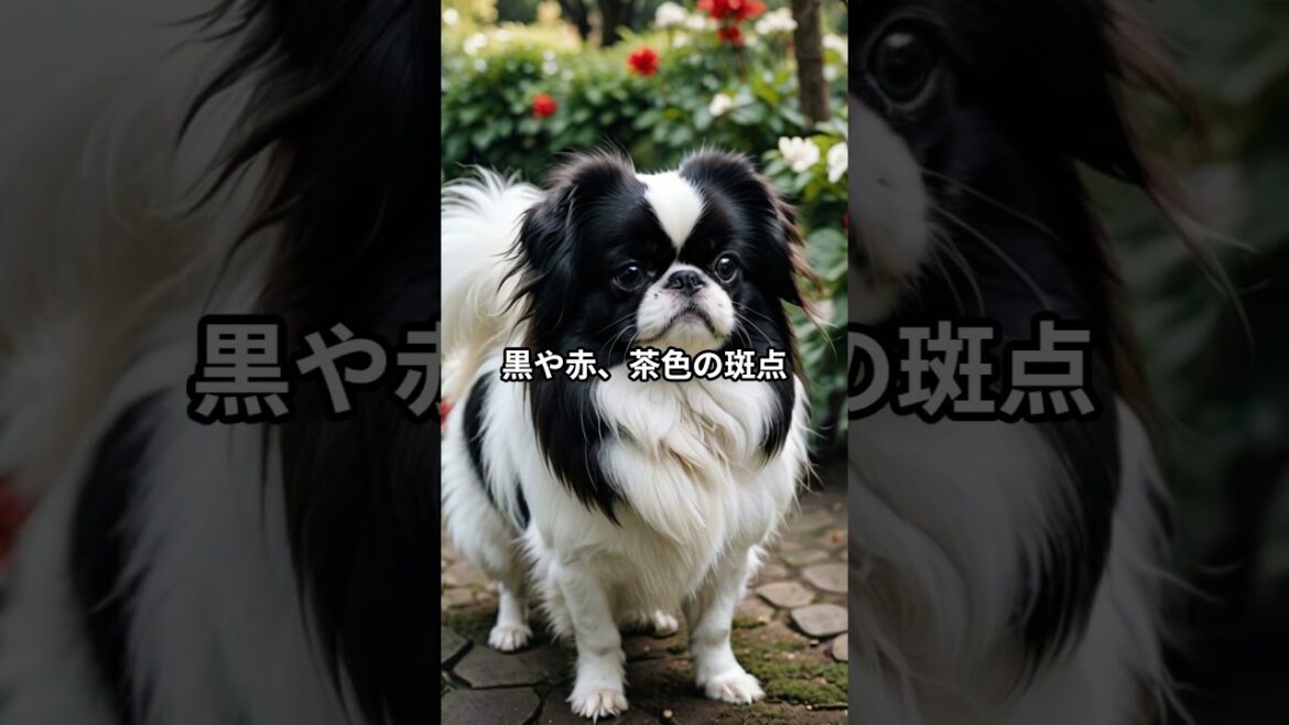 9割が知らない日本の犬狆の特徴5選 #動物 #狆 #犬のいる生活 #雑学  #shorts  #ペット