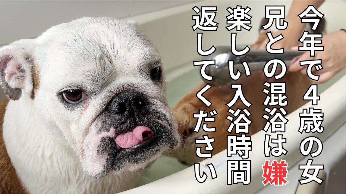 楽しいお風呂も、兄犬が入浴した瞬間から地獄温泉と化してテンションゼロになるブルドッグ… 楽しいお風呂も、兄犬が入浴した瞬間から地獄温泉と化してテンションゼロになるブルドッグ…